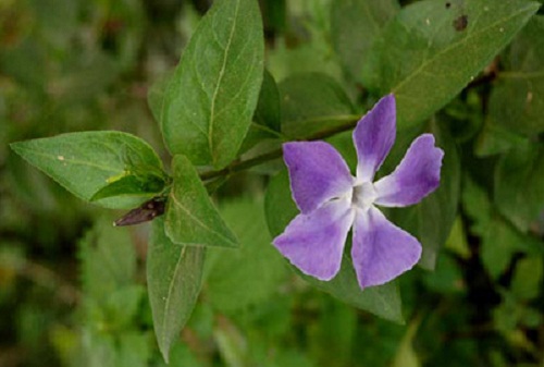 significato dei fiori pervinca