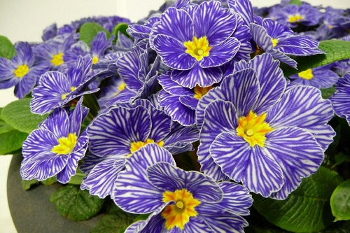 fiori primaverili primula zebra blue