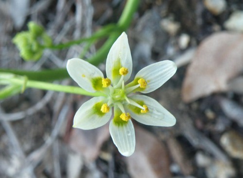 zigadenus