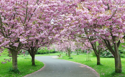 ciliegi fiore giappone celebrano hanami