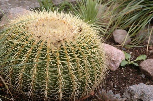 Echinocactus grusonii 