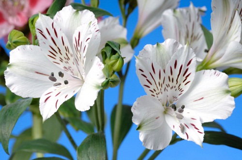 significato fiori alstroemeria