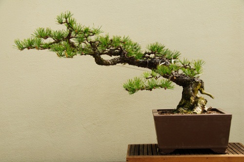 bonsai applicazione filo