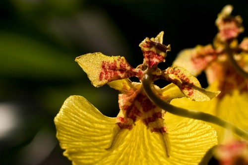 Piante da appartamento, l'orchidea Oncidium