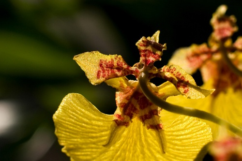 orchidea oncidium