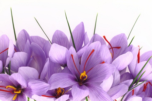 significato fiori crocus croco