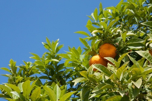 potatura agrumi cosa fare