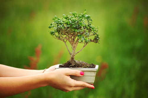 Cure primaverili bonsai: rinvaso e concimazione