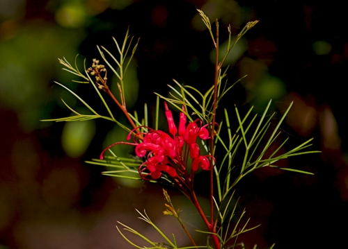 Grevillea rosmarinifolia, arbusto primaverile