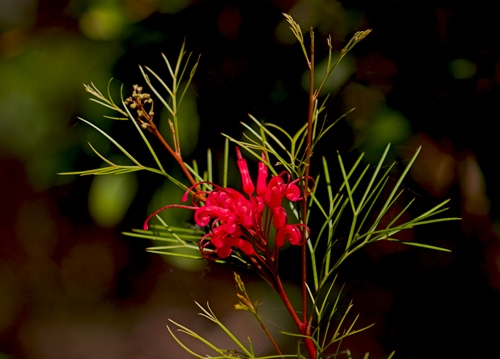 grevillea