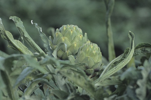 carciofi semina riproduzione