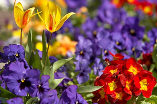 festa dei fiori appuntamento primulacco 21 aprile 1 maggio