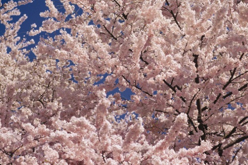 fiori ciliegio sakura specie tradizione