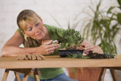 bonsai metodi invecchiamento artificiale