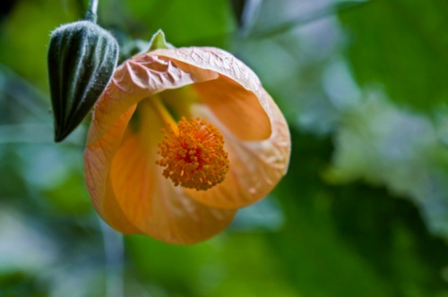 abutilon