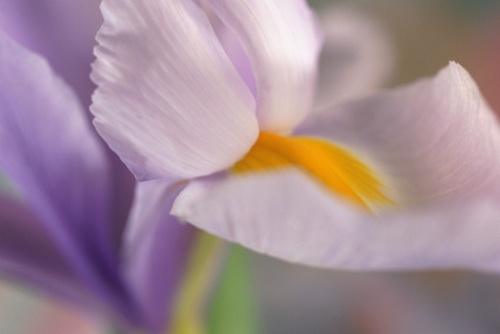 Iris, splendida bulbosa primaverile