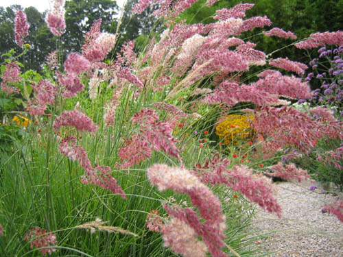 L'erba rosa, quali piante vengono chiamate così