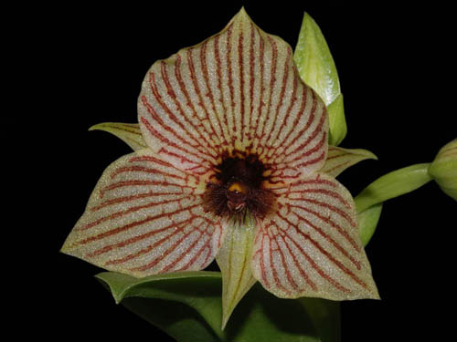 Orchidea Telipogon