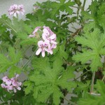 Pelargonium radula