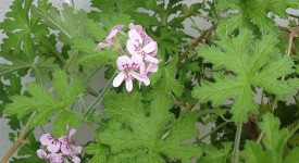 Pelargonium radula