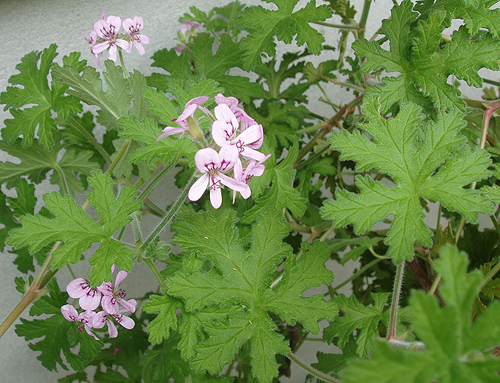 Pelargonium radula