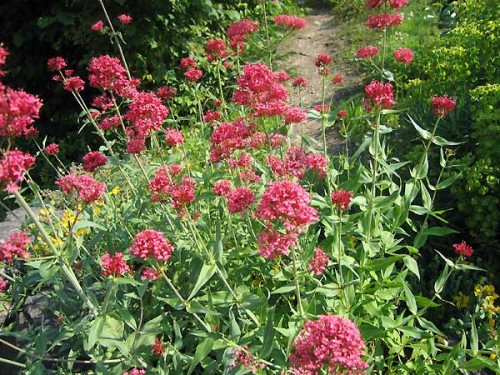 centranthus