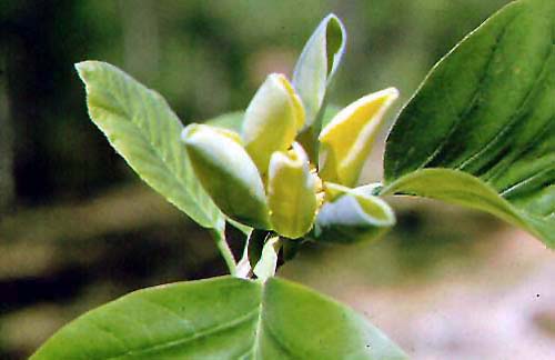 La Magnolia gialla