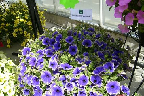 petunia moonlight eclipse fioritura estiva