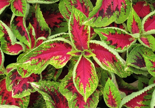 coleus