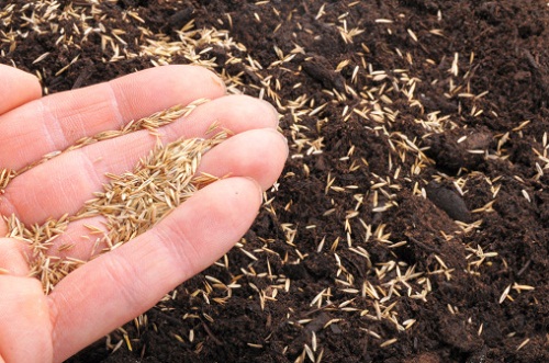 La semina ed il tasso di germinabilità