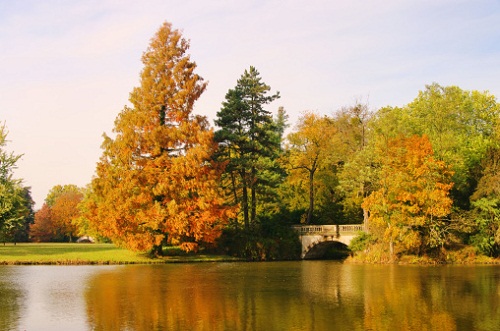 Metasequoia, conifera millenaria