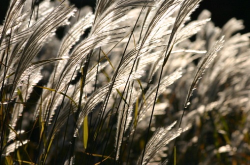 arundo domax canna domestica