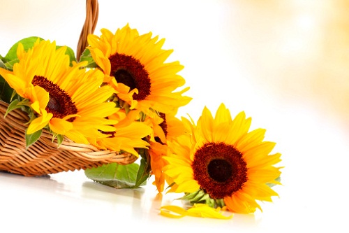 girasoli bouquet composizione floreale