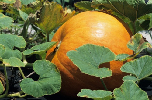 lavori maggio coltivare zucca