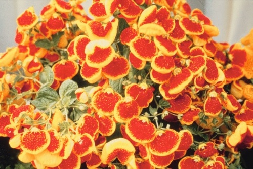 calceolaria