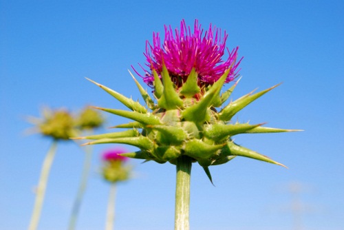 significato fiori cardo mariano