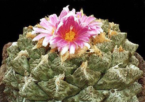 Ariocarpo, succulenta a fioritura primaverile