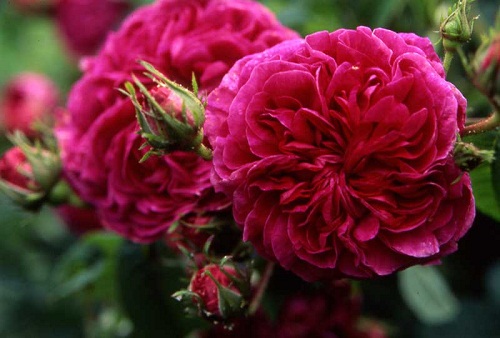 rosa charles de mills tripudio petali