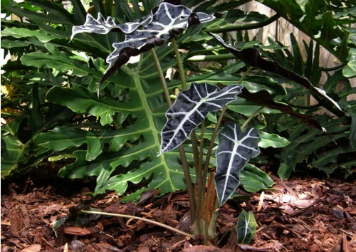 Alocasia metallica, pianta da appartamento
