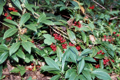 ardisia