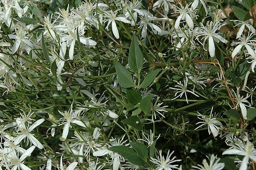 clematis flammula