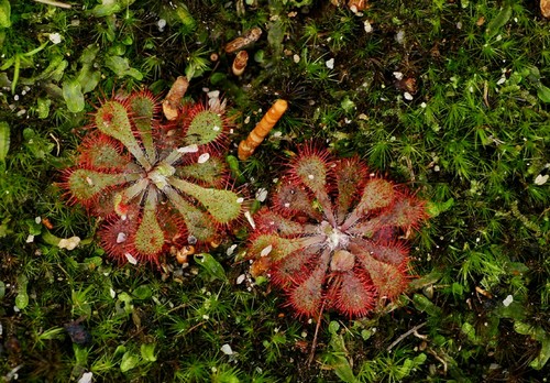 drosera dielsiana