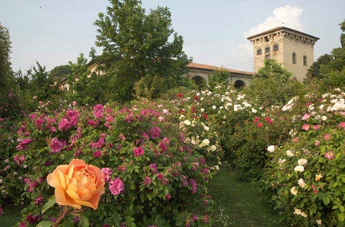 tra rose storia leggenda franciacorta