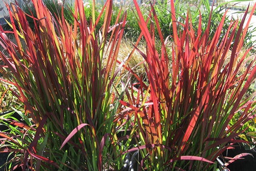 imperata erbacea ornamentale