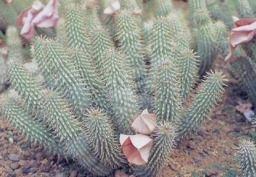 hoodia