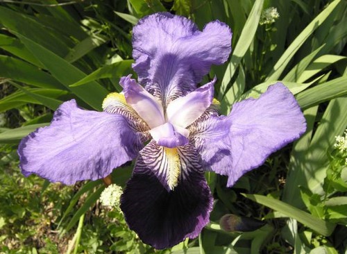 Iris germanica, rizomatosa perenne