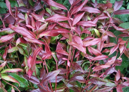 leucothoe