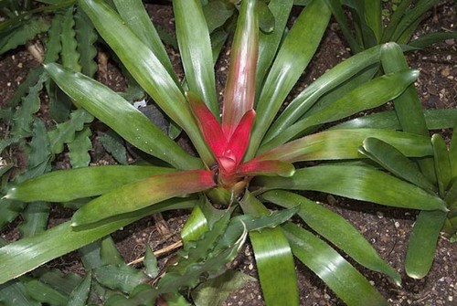 neoregelia