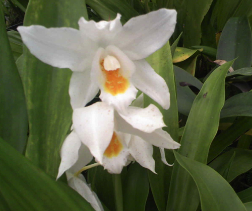 L'orchidea Coelogyne 