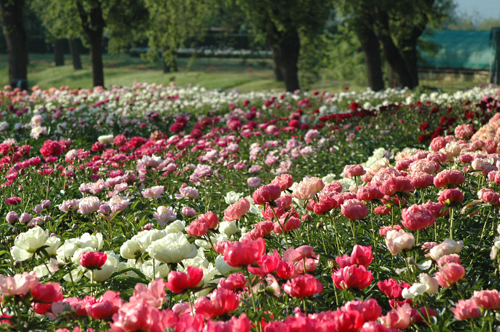 peonie vivai delle commande